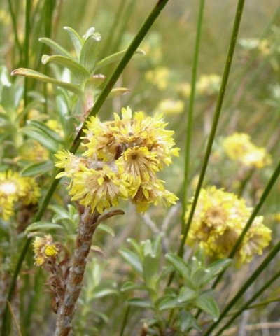 Helichrysum trilineatum empty flowerhead involucres